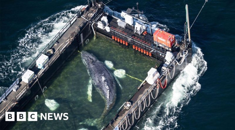 A rescued whale being transported in a barge by marine biologists during the rescue operation.