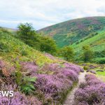 Volunteers work to restore nature in England's wild areas, focusing on habitat improvement.