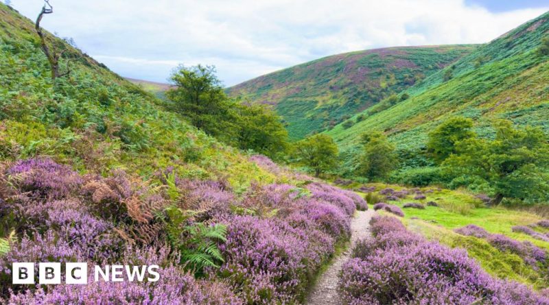 Volunteers work to restore nature in England's wild areas, focusing on habitat improvement.