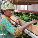 Farmers in professional attire work on a modern Indian silk farm.