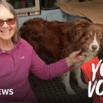 A group of professionals discussing pet insurance costs in an office setting.