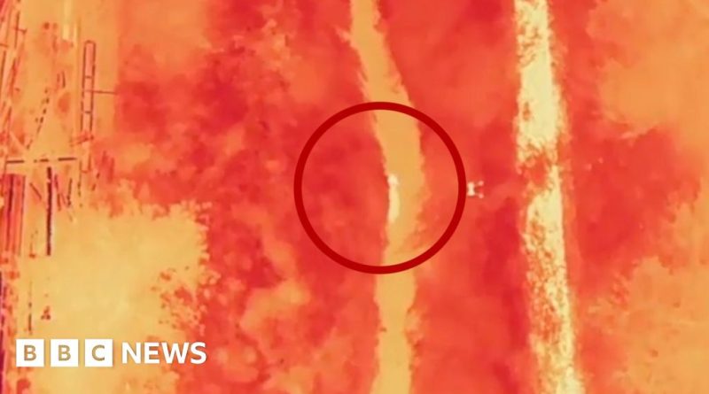 Wildlife experts capturing the runaway wolf in a safe manner.