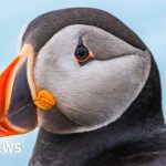 Skomer Island puffin population thriving with observers present.
