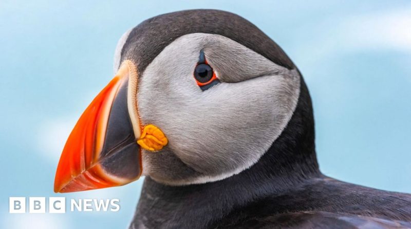 Skomer Island puffin population thriving with observers present.