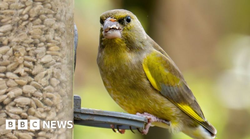 A diverse group observing birds in a garden, focusing on feeding birds summer.