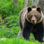 A group of hikers discussing safety measures in a forest after a bear attack in Poland.