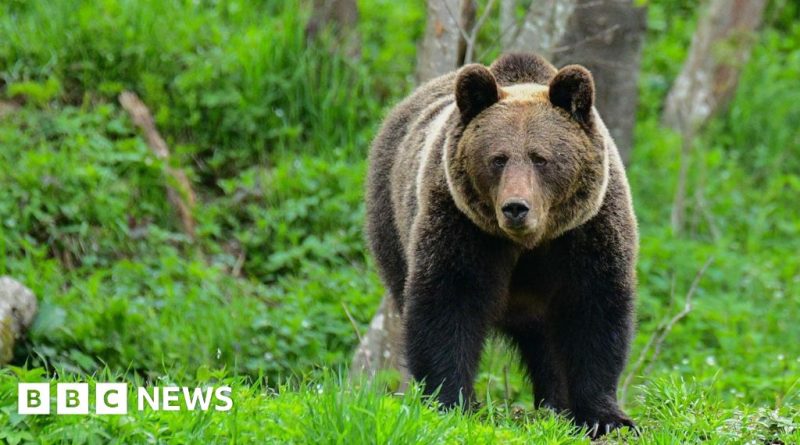 A group of hikers discussing safety measures in a forest after a bear attack in Poland.