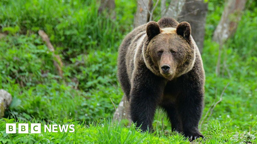 A group of hikers discussing safety measures in a forest after a bear attack in Poland.