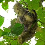 Professionals discussing sloth welfare at a business meeting, focused on animal care.