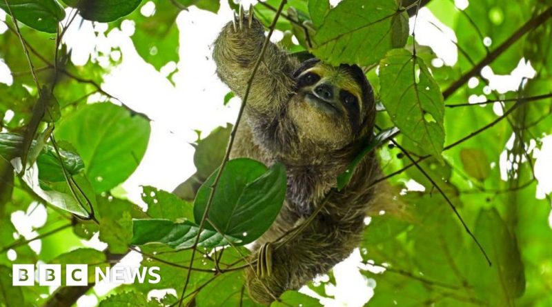 Professionals discussing sloth welfare at a business meeting, focused on animal care.