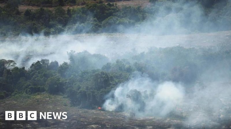 Professionals discuss tropical rainforest loss and conservation strategies.