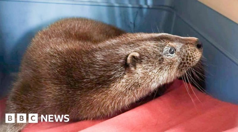 Staff use a fishing net to safely capture an otter at a garden centre.