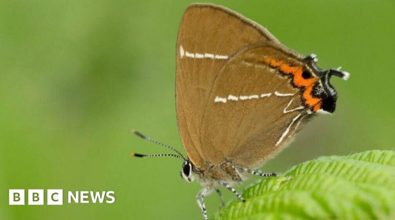 Volunteers planting elm trees to support rare butterflies in a natural setting.