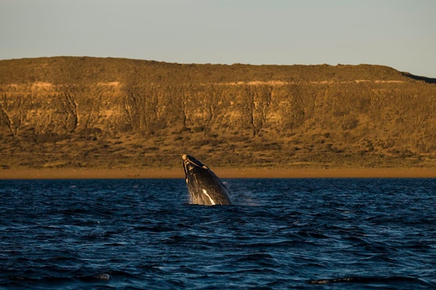 Young Gray Whale Found Dead After River Journey in Washington