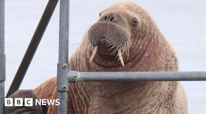 A young walrus on a rocky shore with onlookers enjoying the scene.