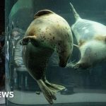 Zoo staff in professional attire discussing serious matters during Japan zoo investigation