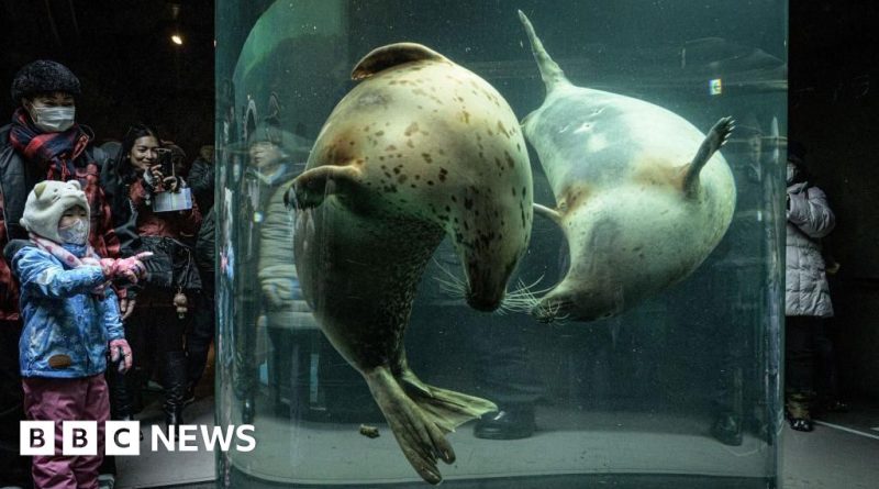 Zoo staff in professional attire discussing serious matters during Japan zoo investigation