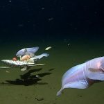 A young snailfish swimming above the ocean floor, representing the deepest fish filmed.