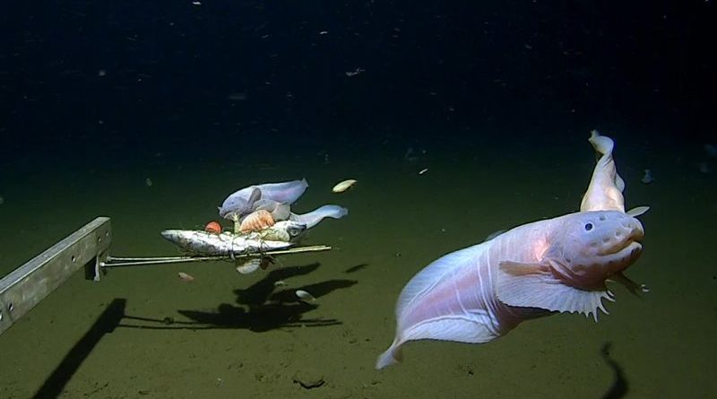 A young snailfish swimming above the ocean floor, representing the deepest fish filmed.