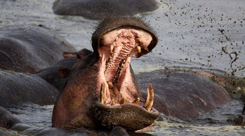 A man reflecting on his hippo survival story in nature.