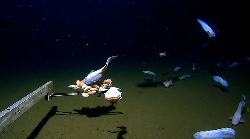 Scientists in professional attire studying deep-sea fish discovery during an ocean expedition.