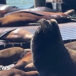 A group of people observing a Steller sea lion in the San Francisco Bay area.