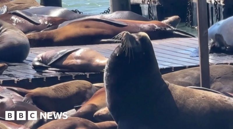 A group of people observing a Steller sea lion in the San Francisco Bay area.