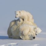 Photographers capturing images of iconic animals to photograph in Africa.